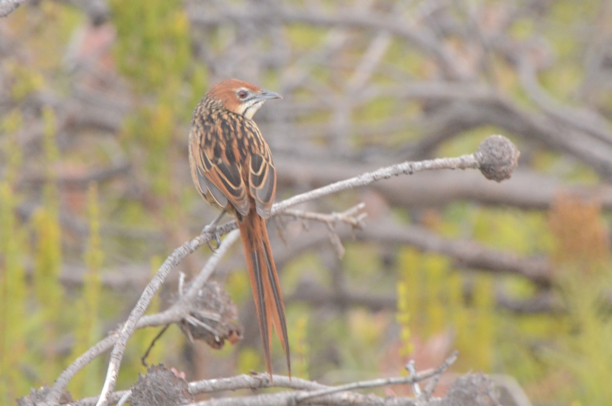 Cape Grassbird - ML637781294