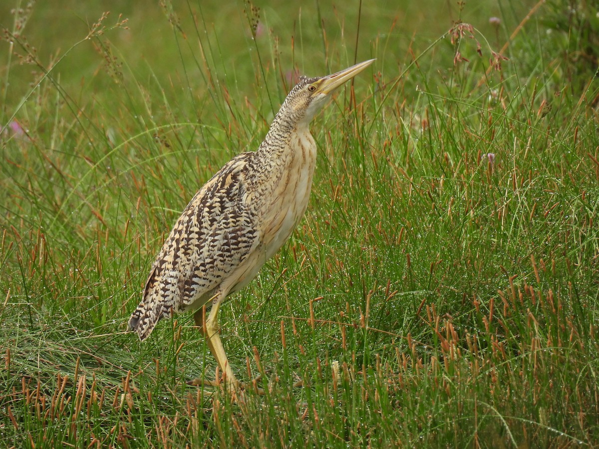 Pinnated Bittern - ML637781295