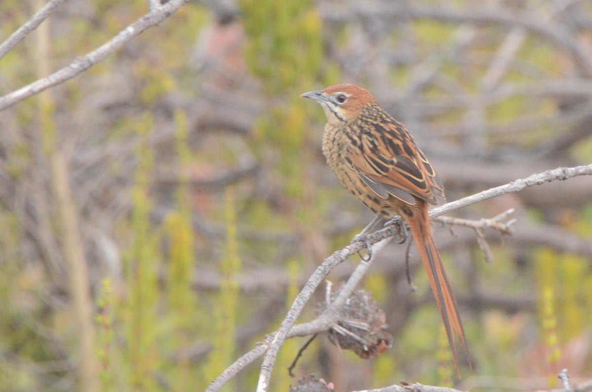 Cape Grassbird - ML637781306