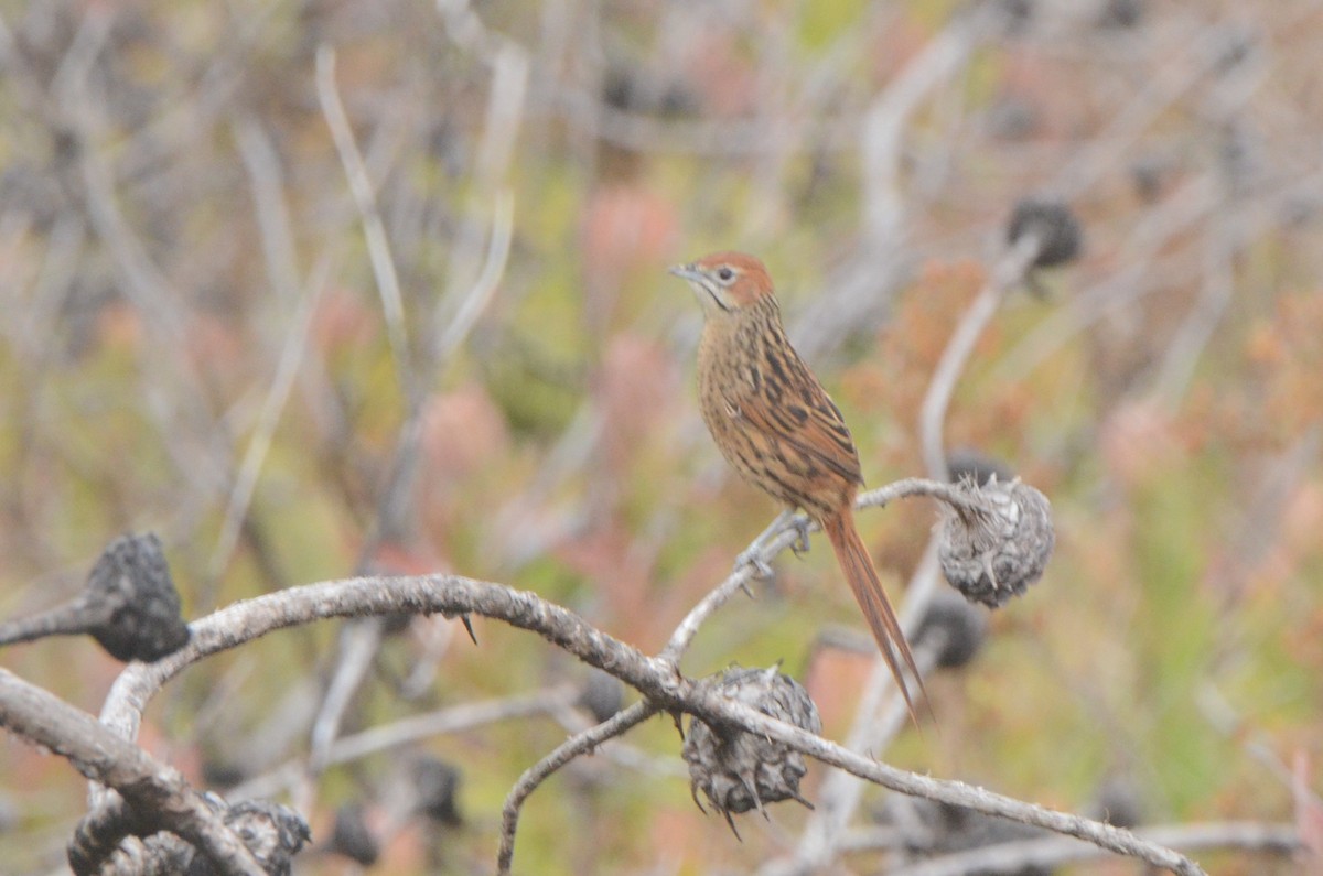 Cape Grassbird - ML637781326