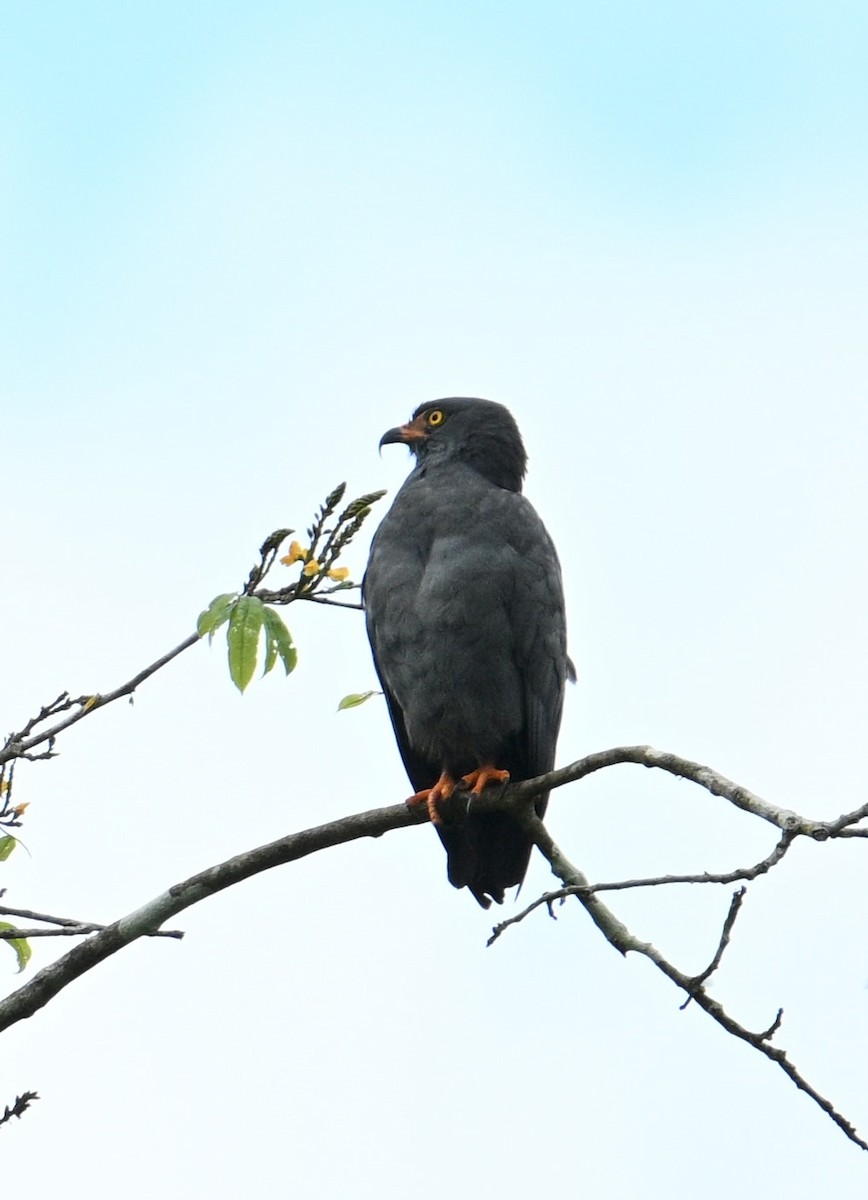 Slender-billed Kite - ML637781400
