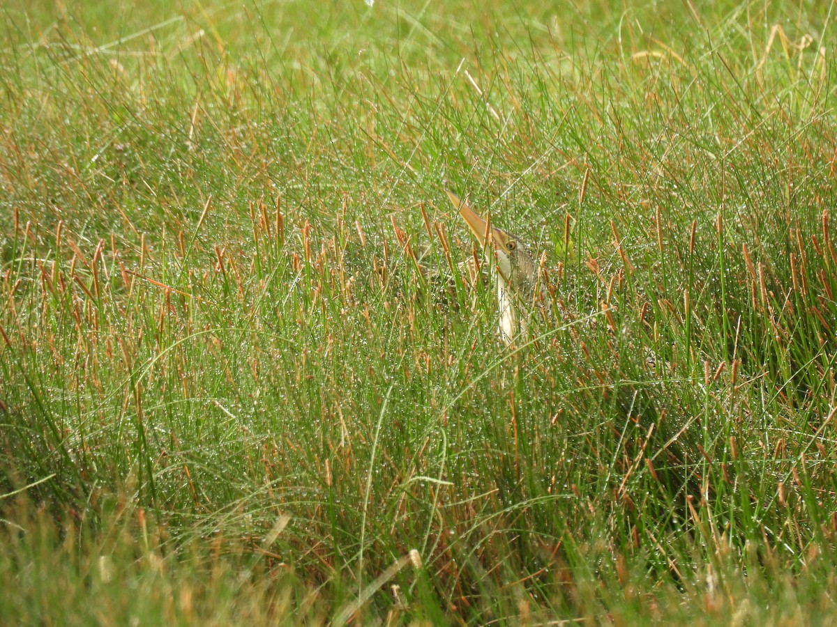 Pinnated Bittern - ML637781403