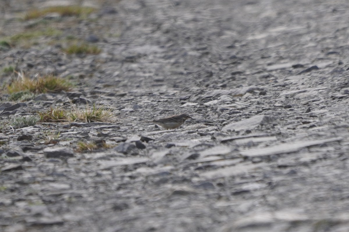American Pipit - ML637781446