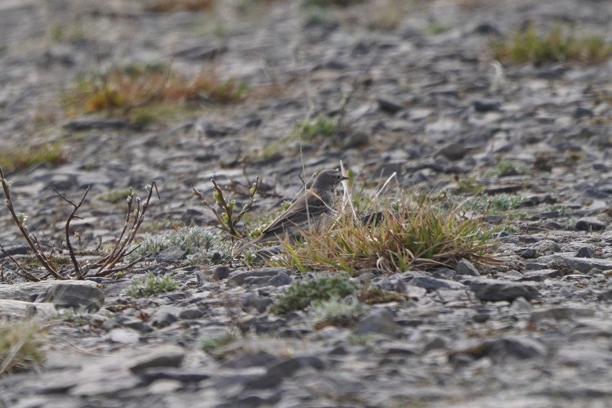 American Pipit - ML637781447