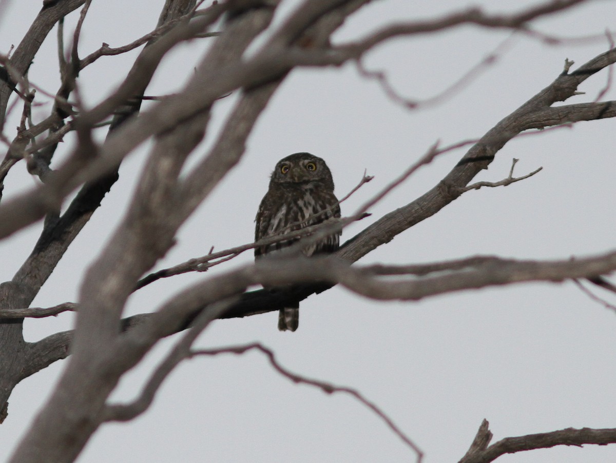 Northern Pygmy-Owl - ML637781497
