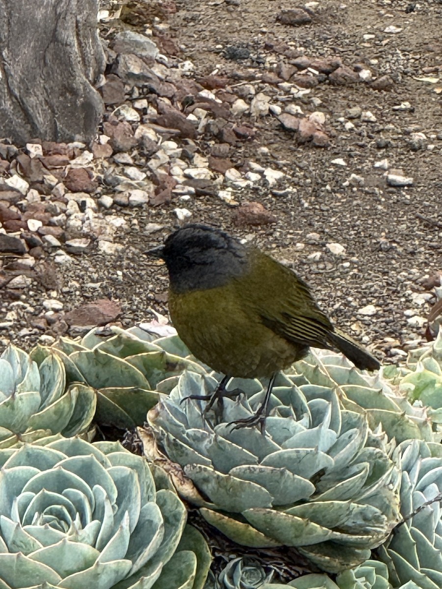 Large-footed Finch - ML637781503