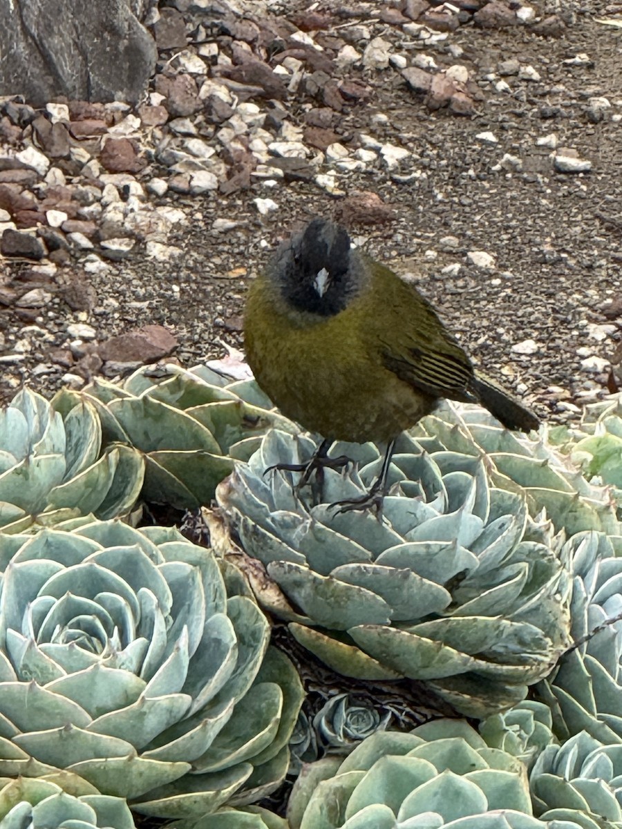 Large-footed Finch - ML637781506