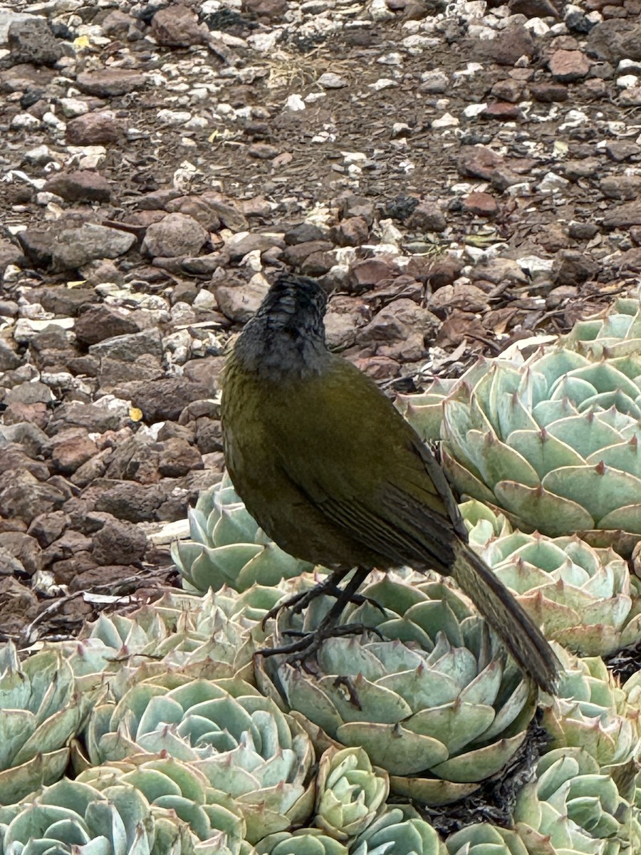 Large-footed Finch - ML637781508