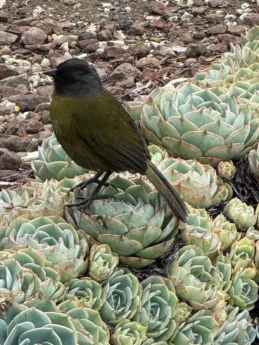 Large-footed Finch - ML637781513