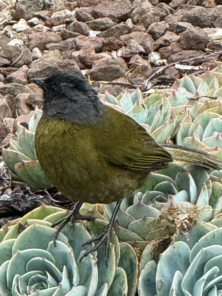 Large-footed Finch - ML637781515