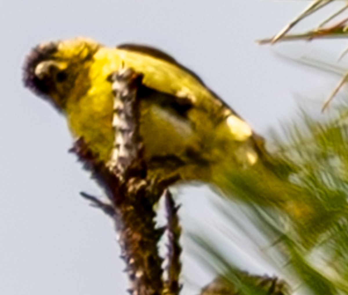 finch sp. - ML637781541