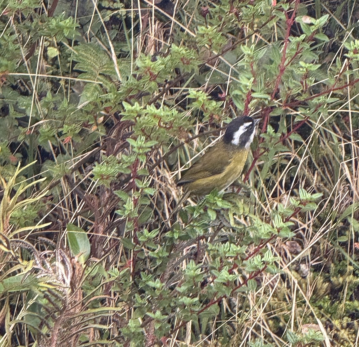 Sooty-capped Chlorospingus - ML637781545