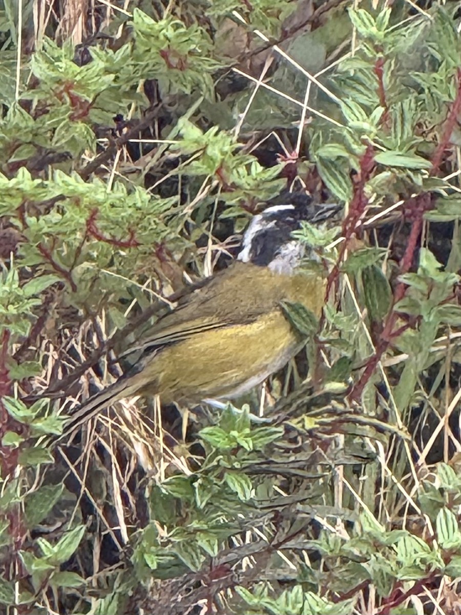 Sooty-capped Chlorospingus - ML637781548