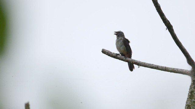 Bluish-gray Saltator - ML637781586