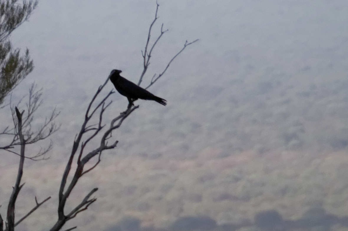 Little Crow - ML637781678
