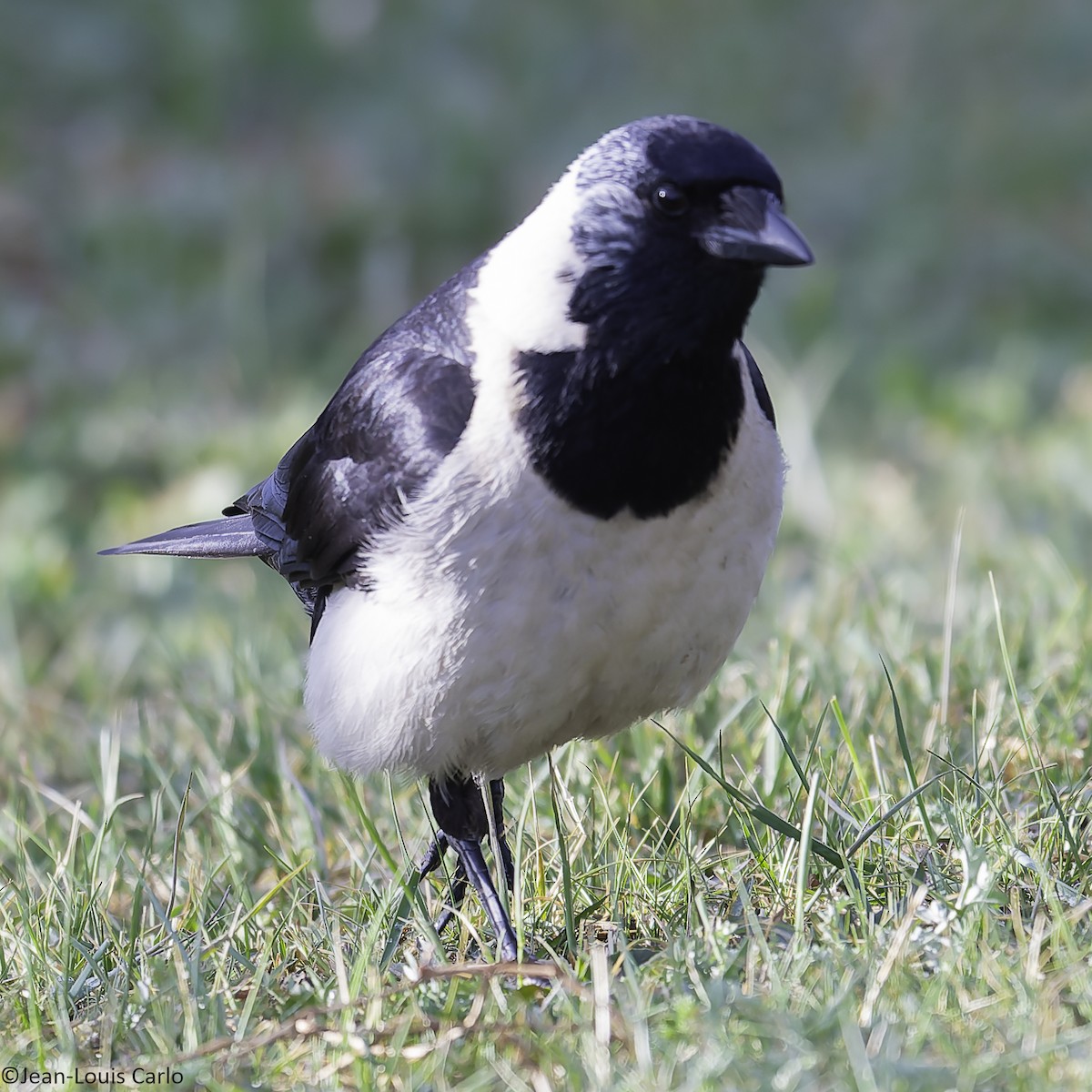 Daurian Jackdaw - ML637781697