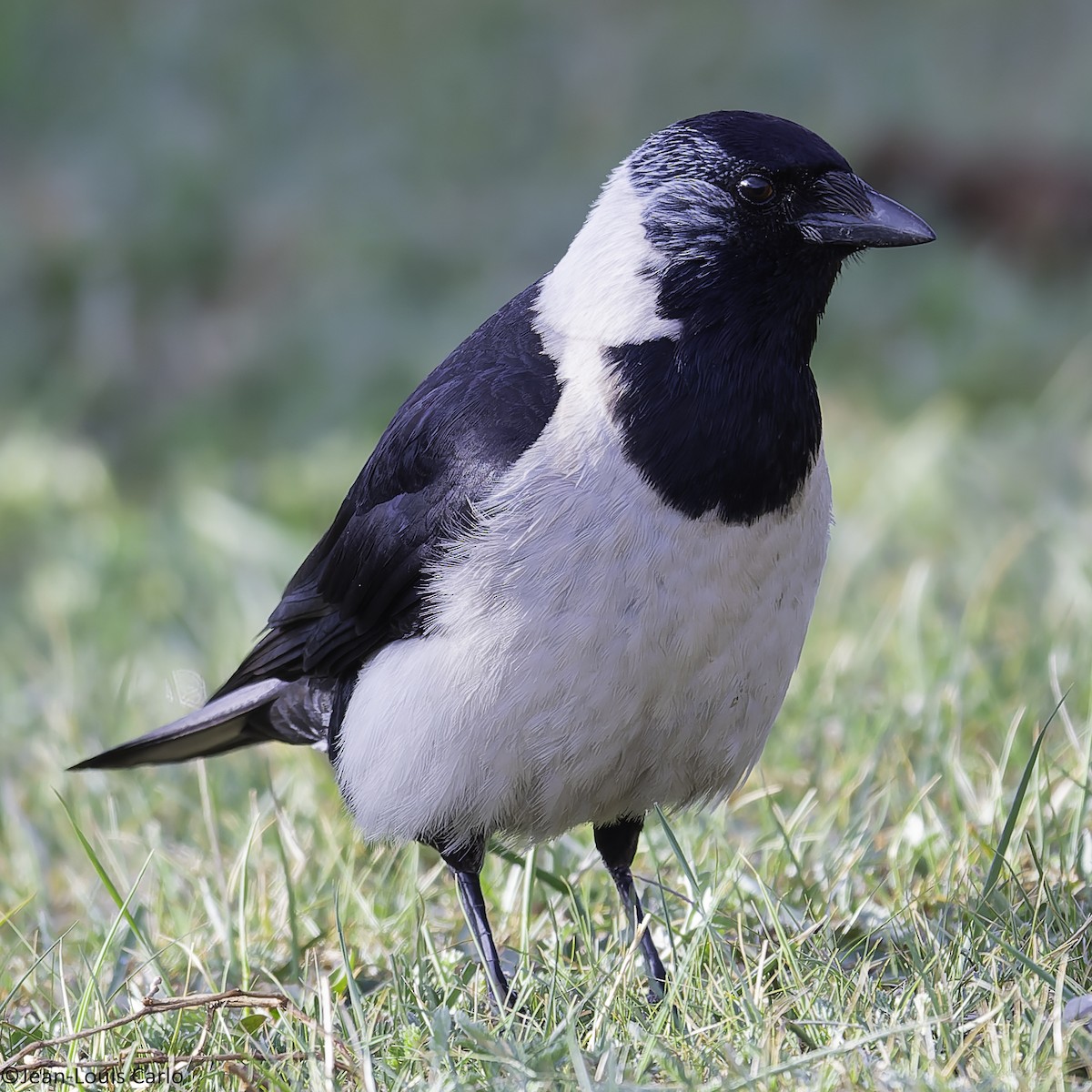 Daurian Jackdaw - ML637781698