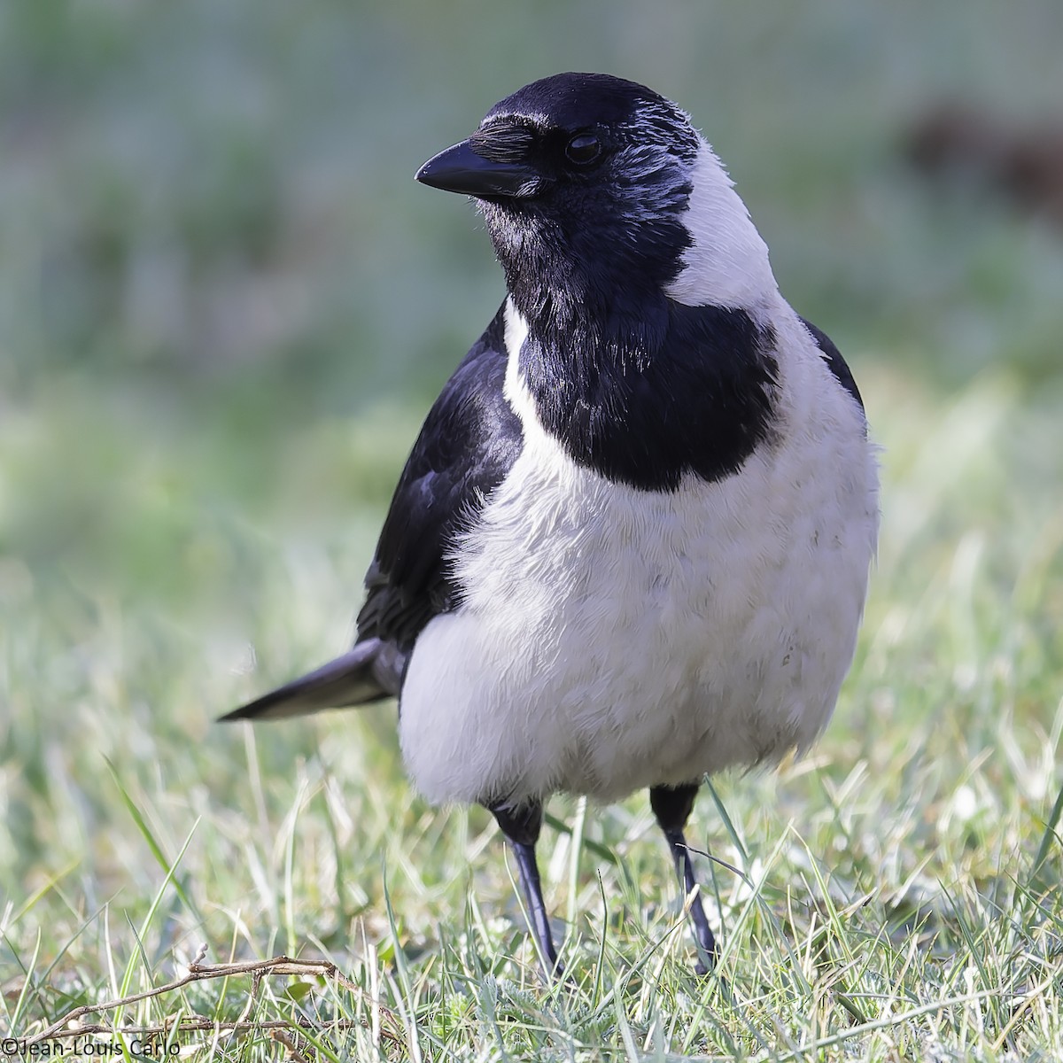 Daurian Jackdaw - ML637781699