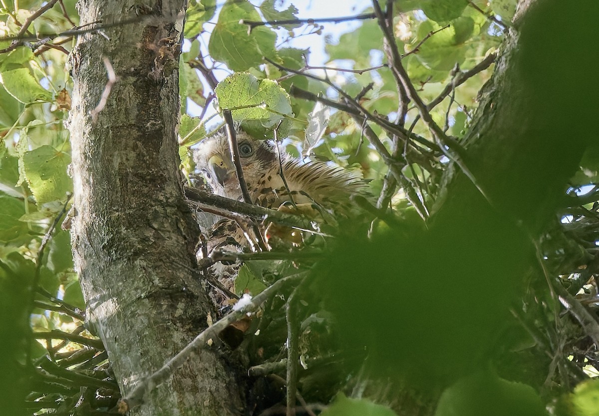 Cooper's Hawk - ML637781700