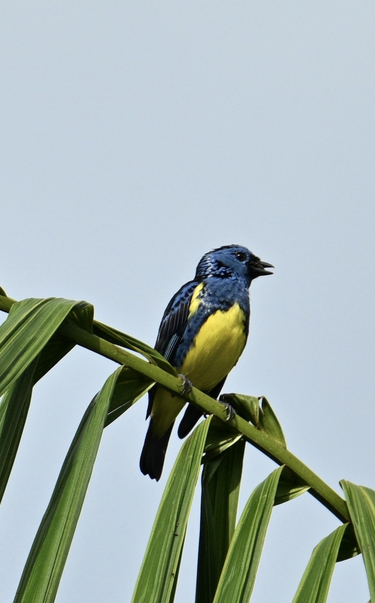 Turquoise Tanager - ML637781747