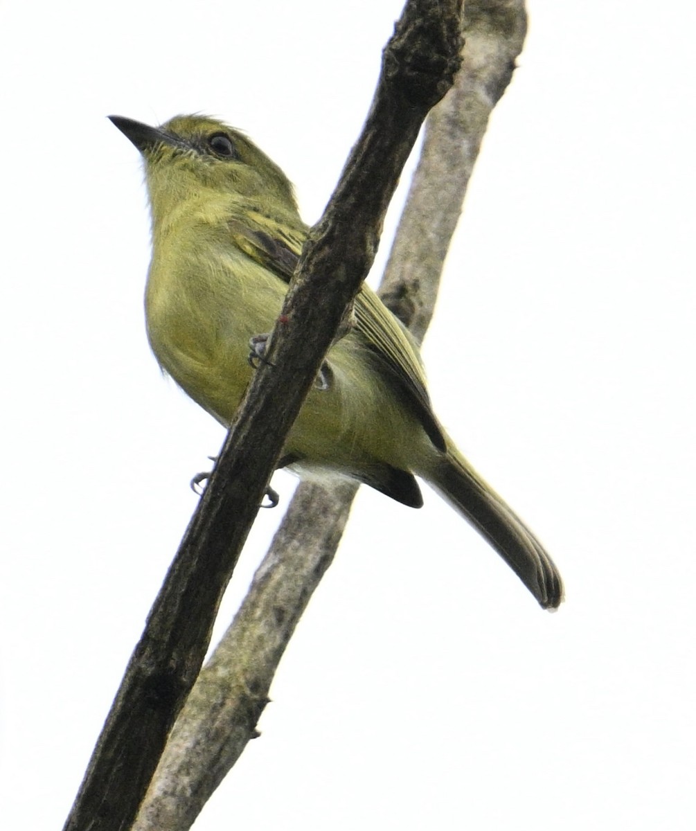Olive-faced Flatbill - ML637781809