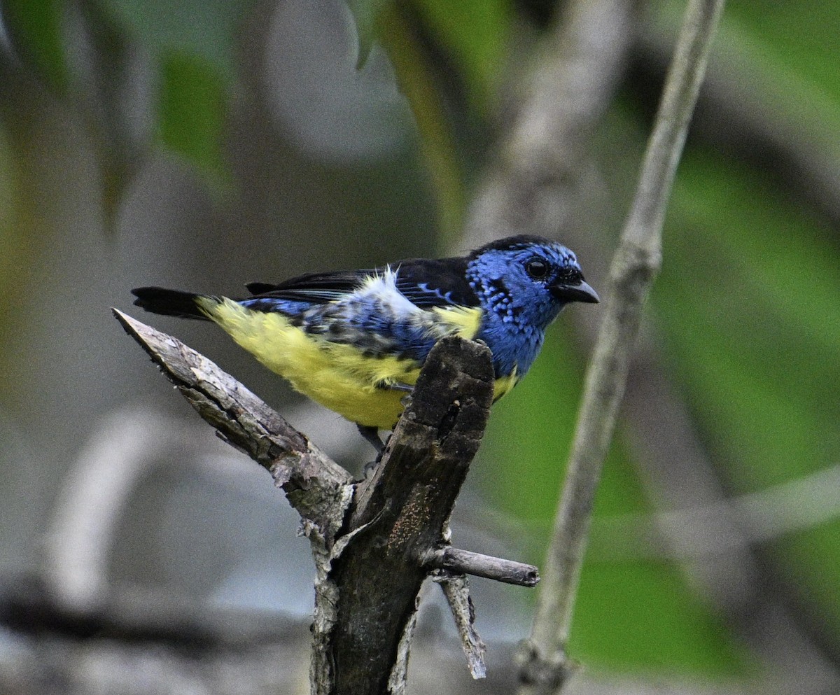 Turquoise Tanager - ML637781833