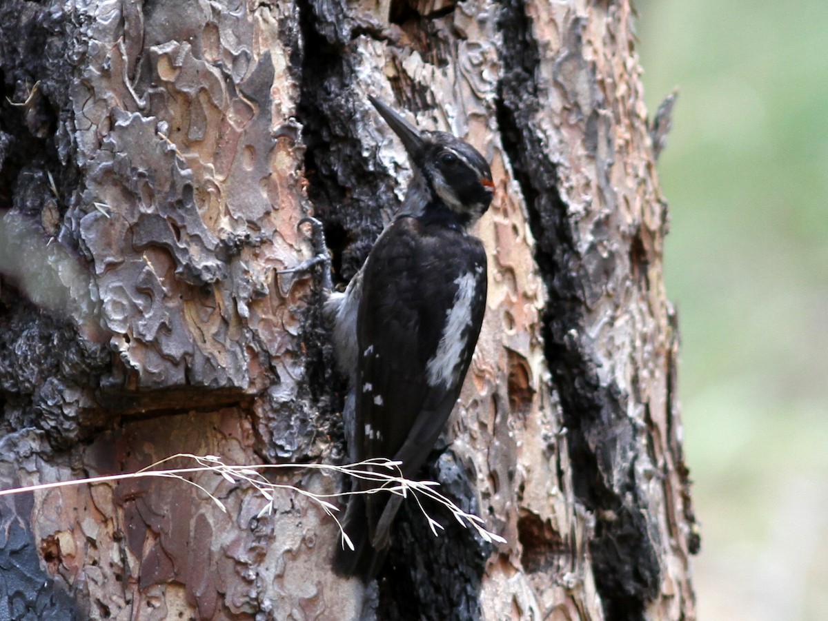 Hairy Woodpecker - ML637781922