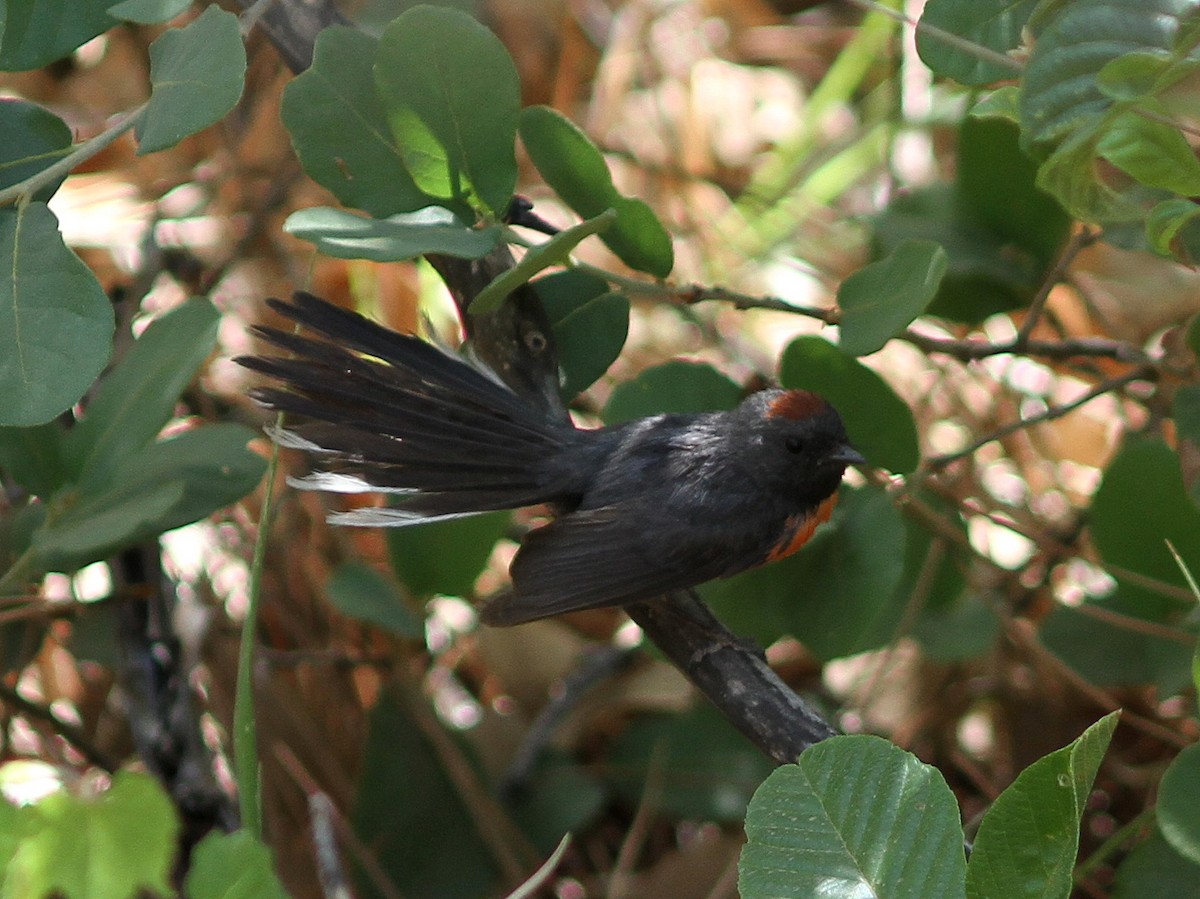 Slate-throated Redstart - ML637781948