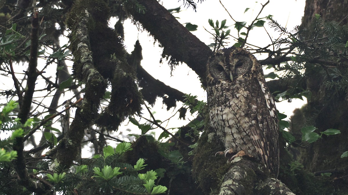 Himalayan Owl - ML637781976