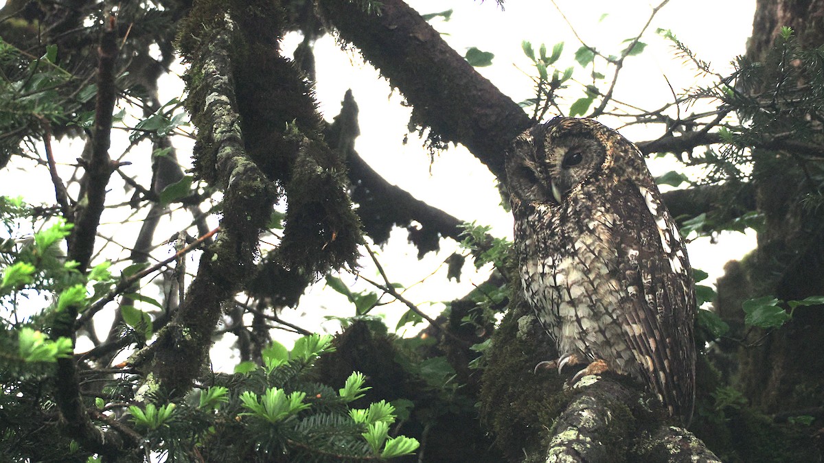 Himalayan Owl - ML637781977