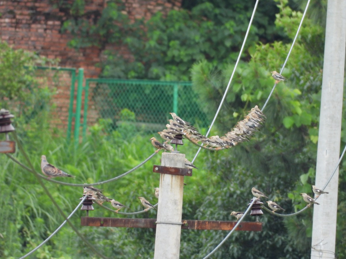 Red-billed Starling - ML637782002