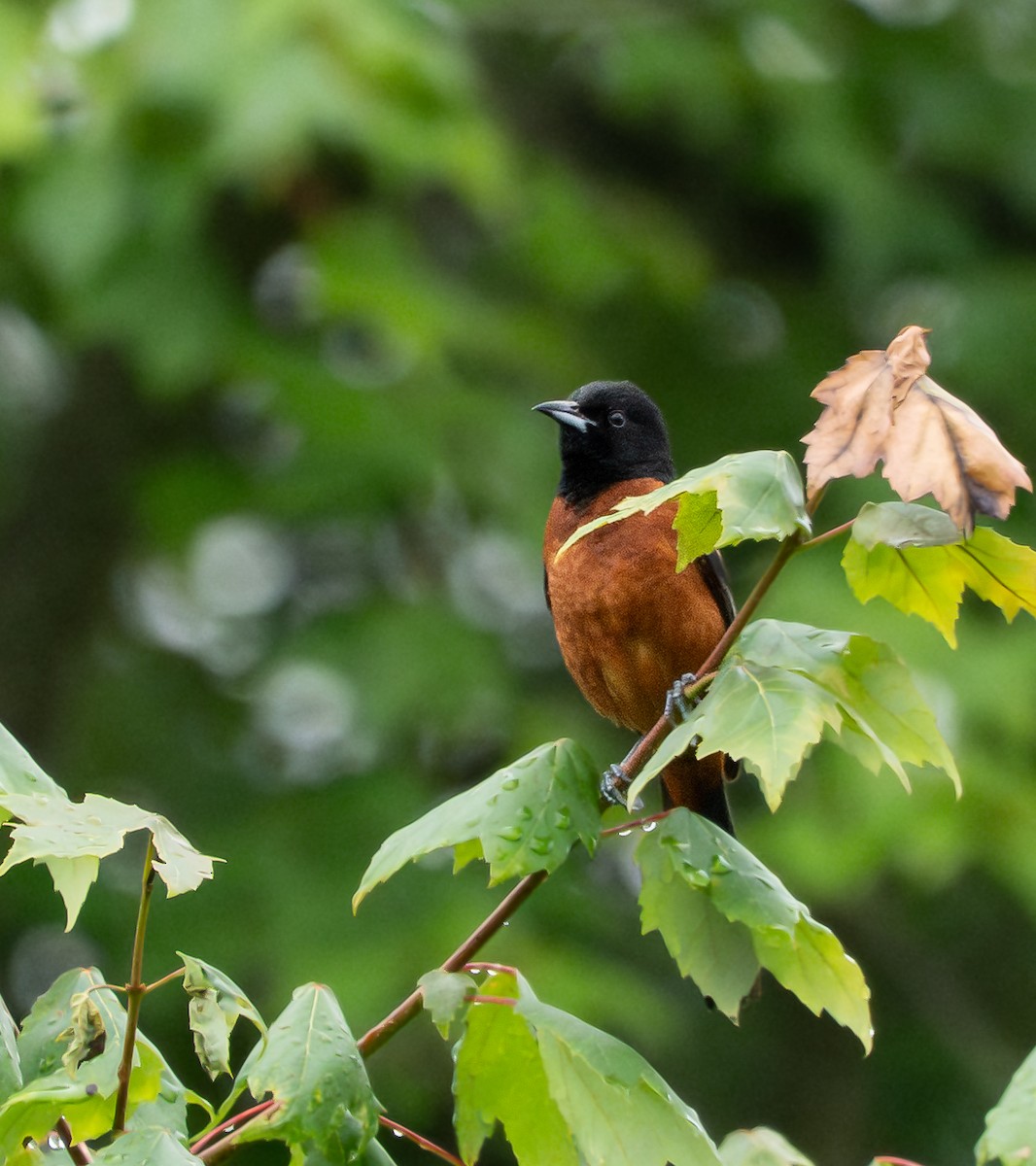 Orchard Oriole - ML637782009