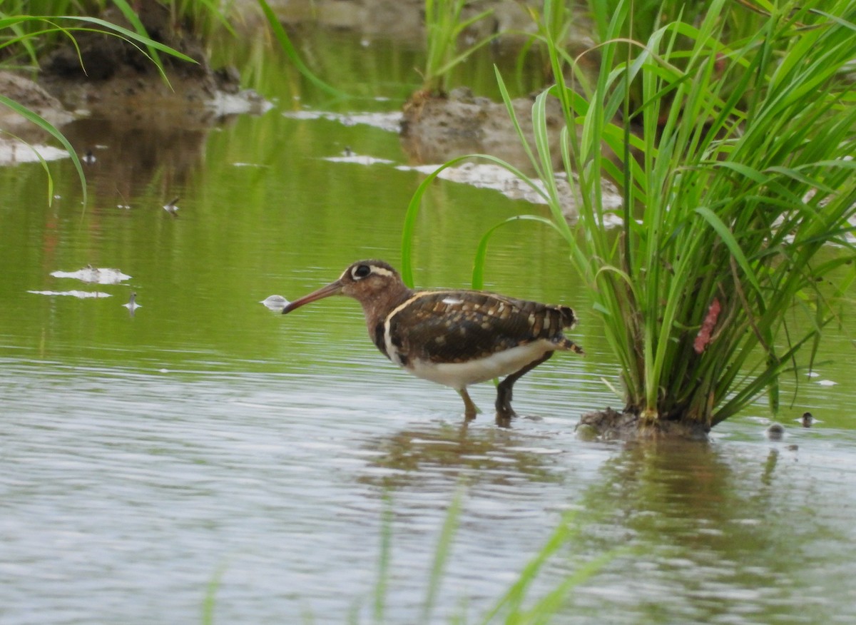Greater Painted-Snipe - ML637782020