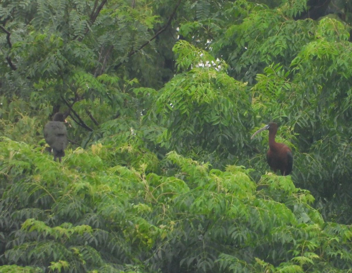 Glossy Ibis - ML637782037