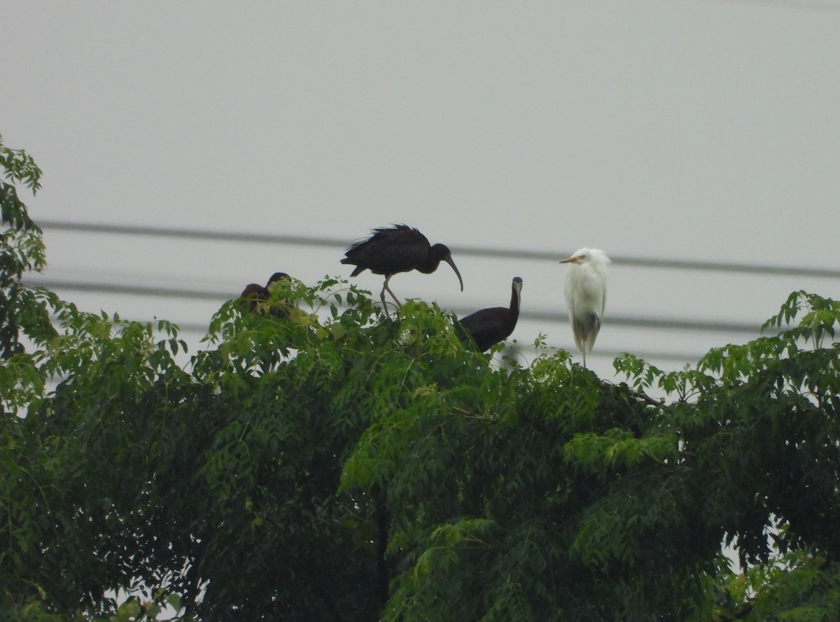 Glossy Ibis - ML637782038