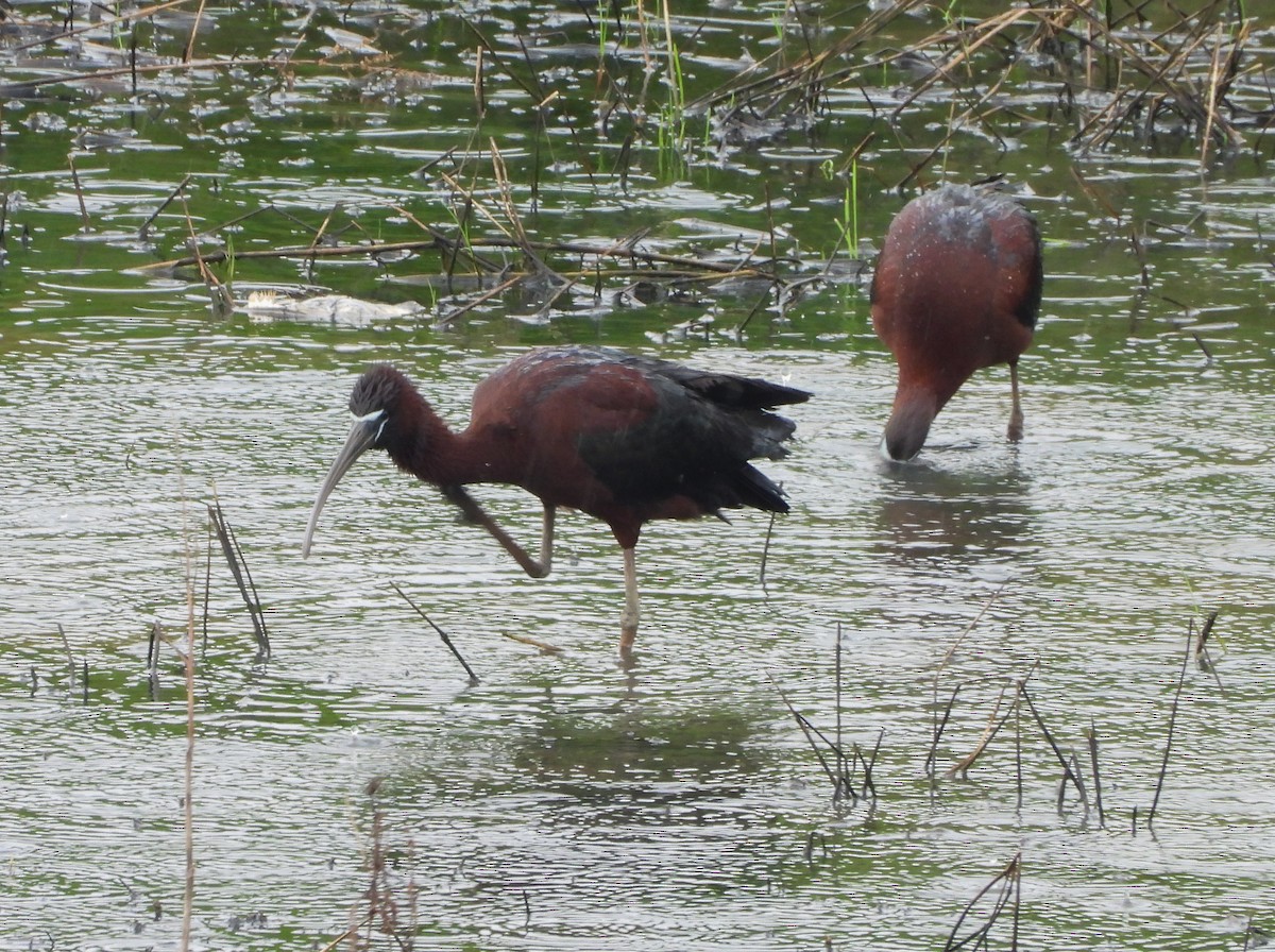Glossy Ibis - ML637782039