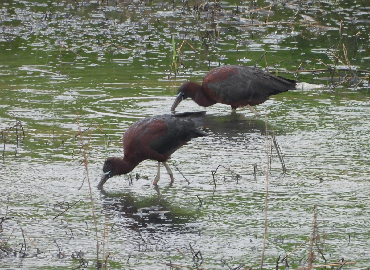 Glossy Ibis - ML637782040