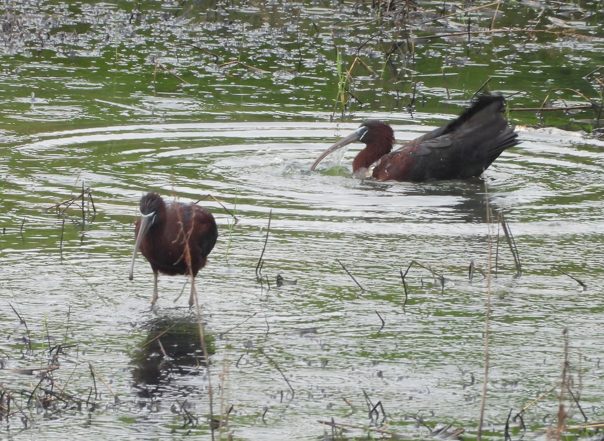 Glossy Ibis - ML637782041
