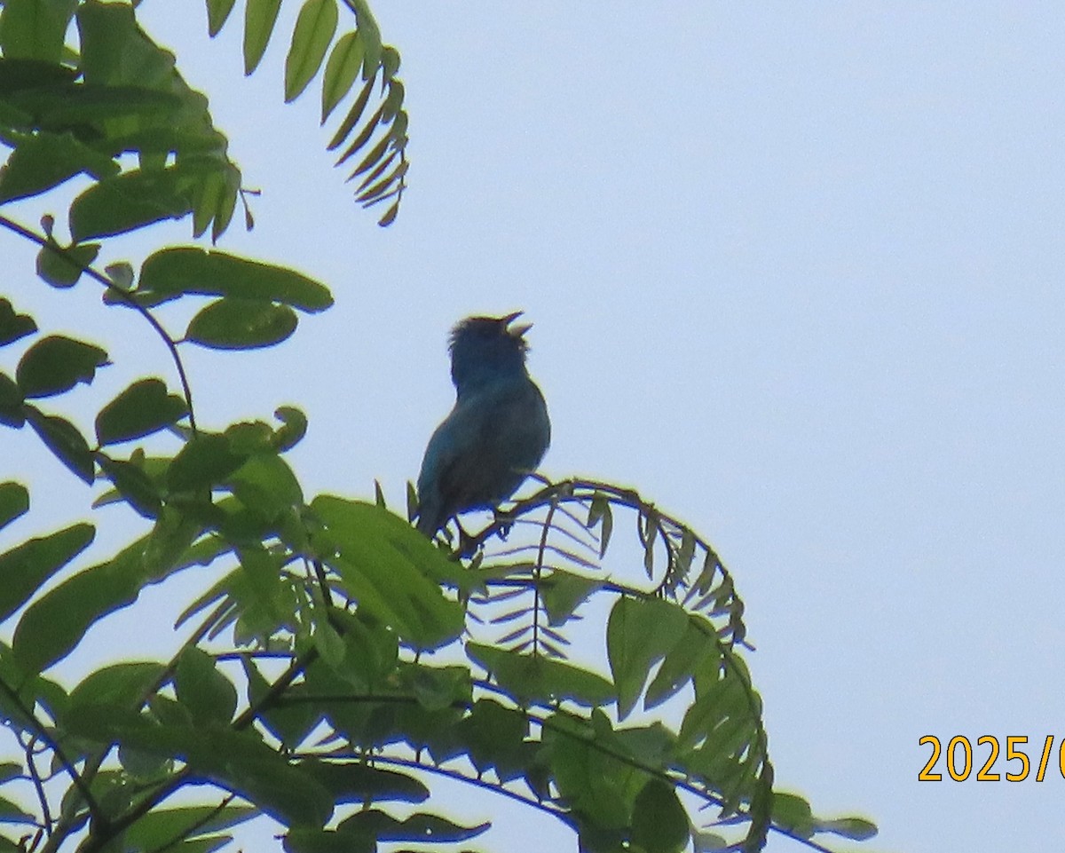 Indigo Bunting - ML637782043
