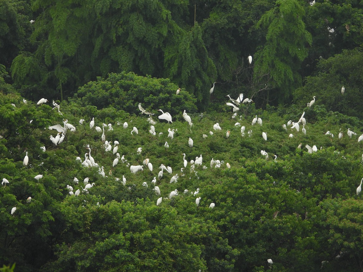 Medium Egret - ML637782053