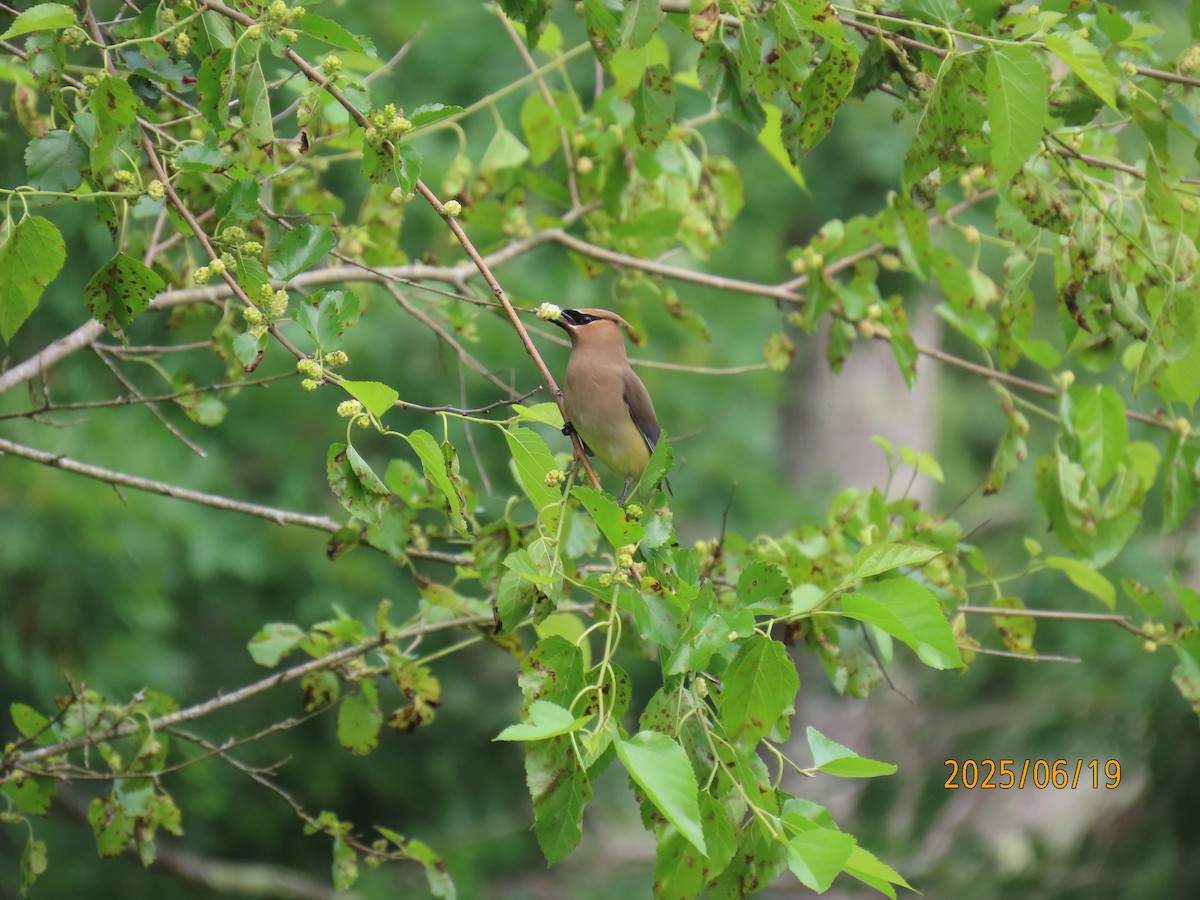 Cedar Waxwing - ML637782058