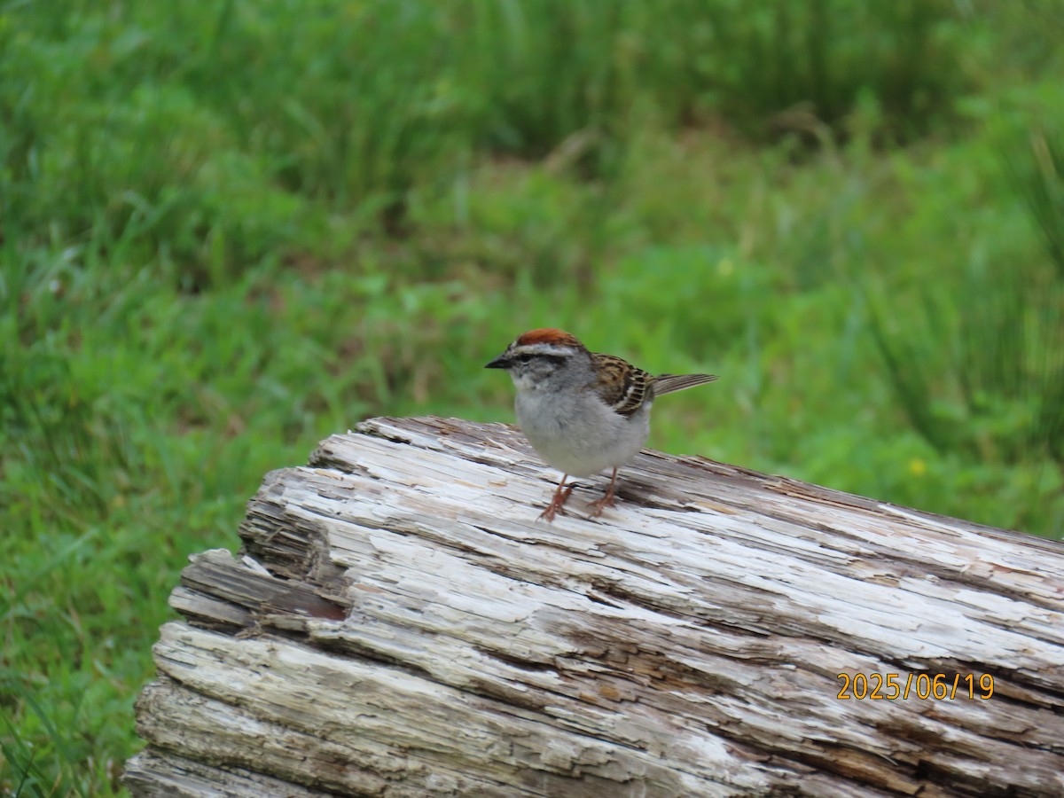 Chipping Sparrow - ML637782062