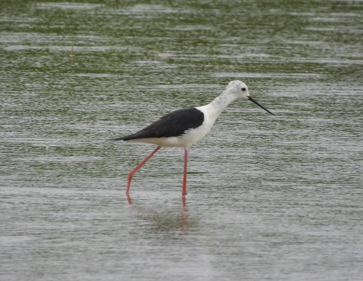 Black-winged Stilt - ML637782084