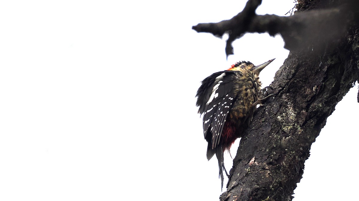 Darjeeling Woodpecker - ML637782085