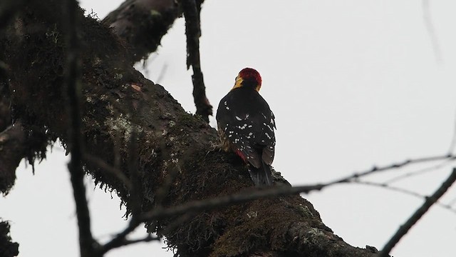 Darjeeling Woodpecker - ML637782086