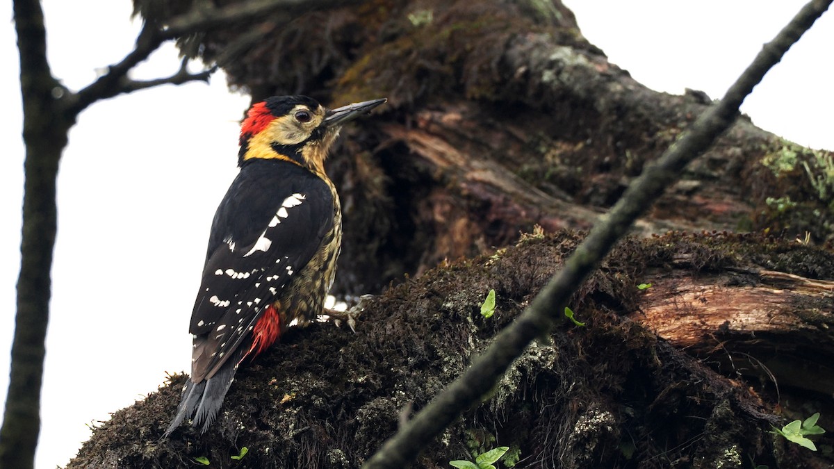 Darjeeling Woodpecker - ML637782089