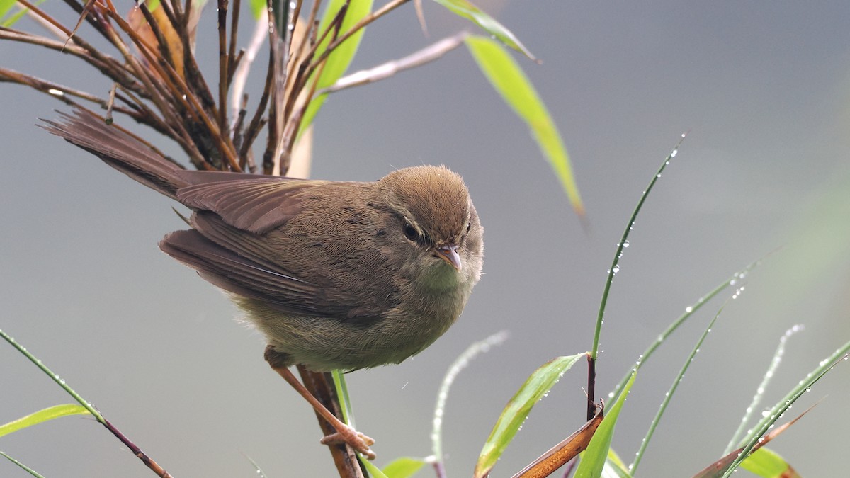 Aberrant Bush Warbler - ML637782098