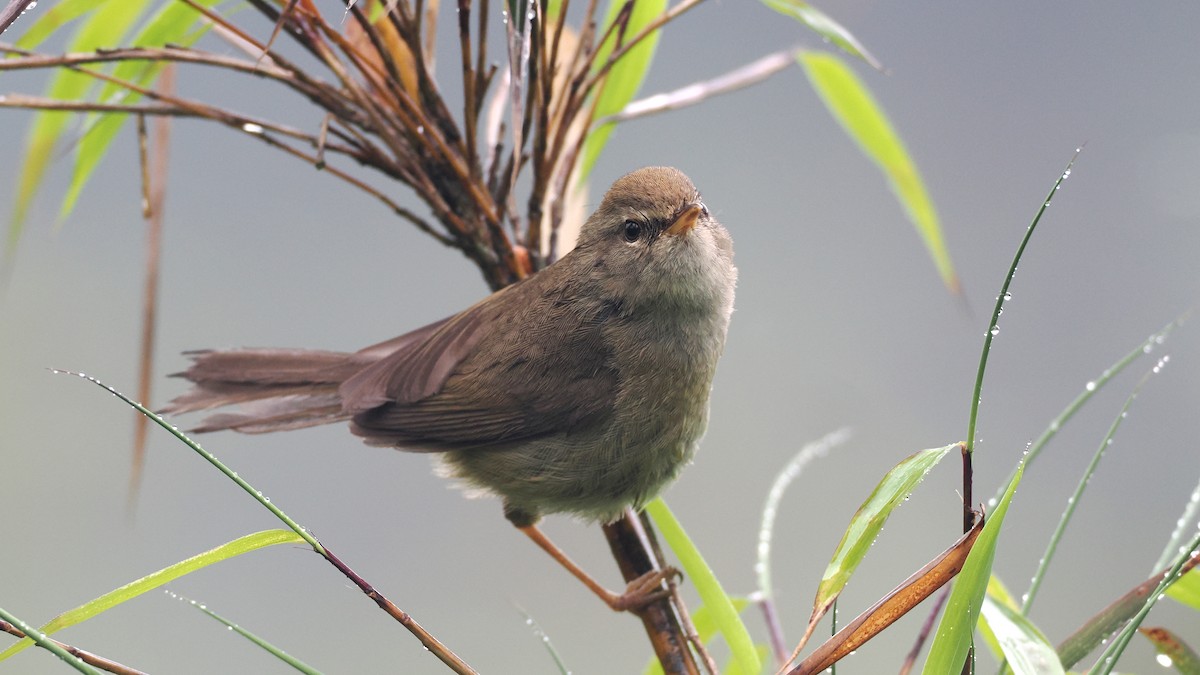 Aberrant Bush Warbler - ML637782099