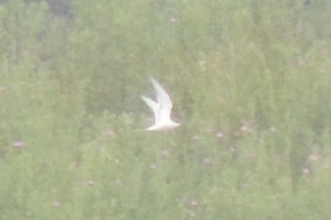tern sp. - ML637782103