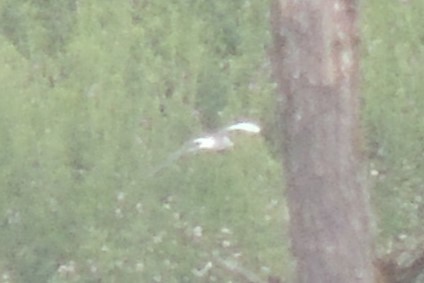 tern sp. - ML637782104